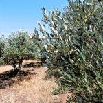 gandelin-passions-oliviers