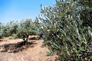 gandelin-passions-oliviers