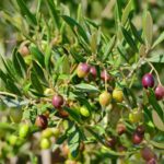 olives grecques et crétoise