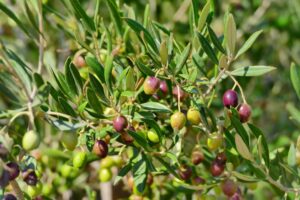olives grecques et crétoise