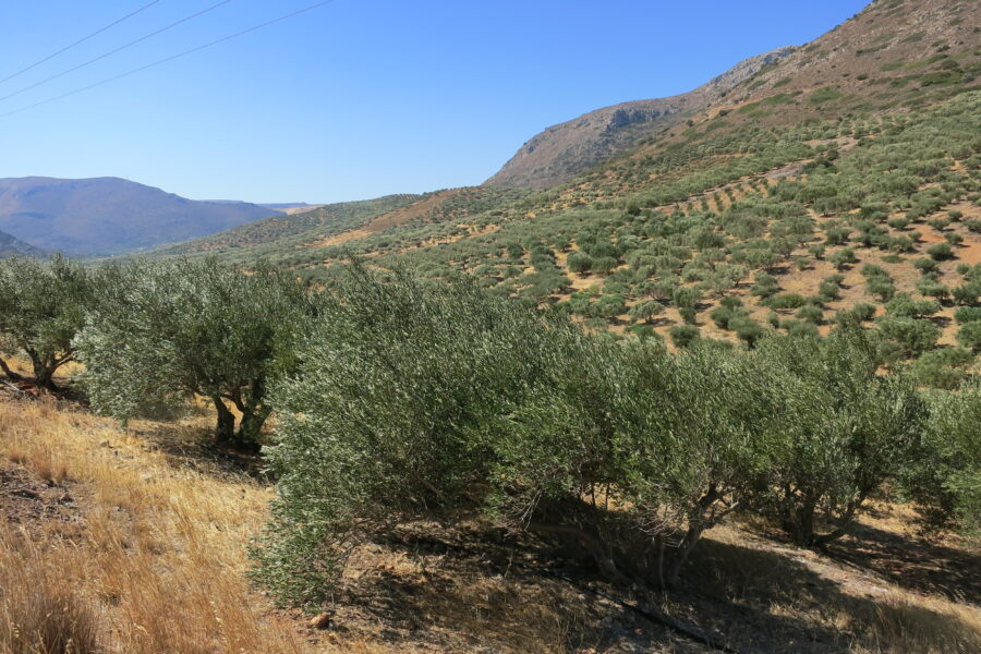 Et si on parlait de l’aspect gustatif des huiles d’olives ?