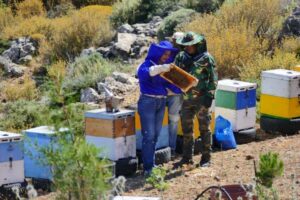 controles des abeilles apiculture