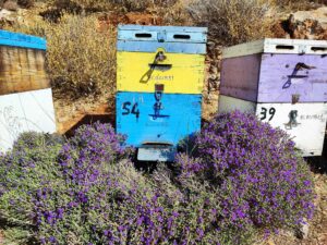 apiculture