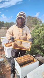 récolte miel de bruyère