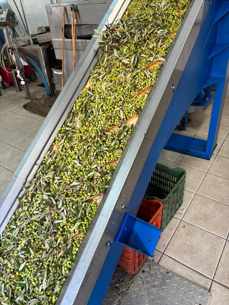 les olives arrivent toutes fraiches au moulin