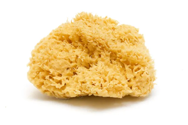 eponge eponge
