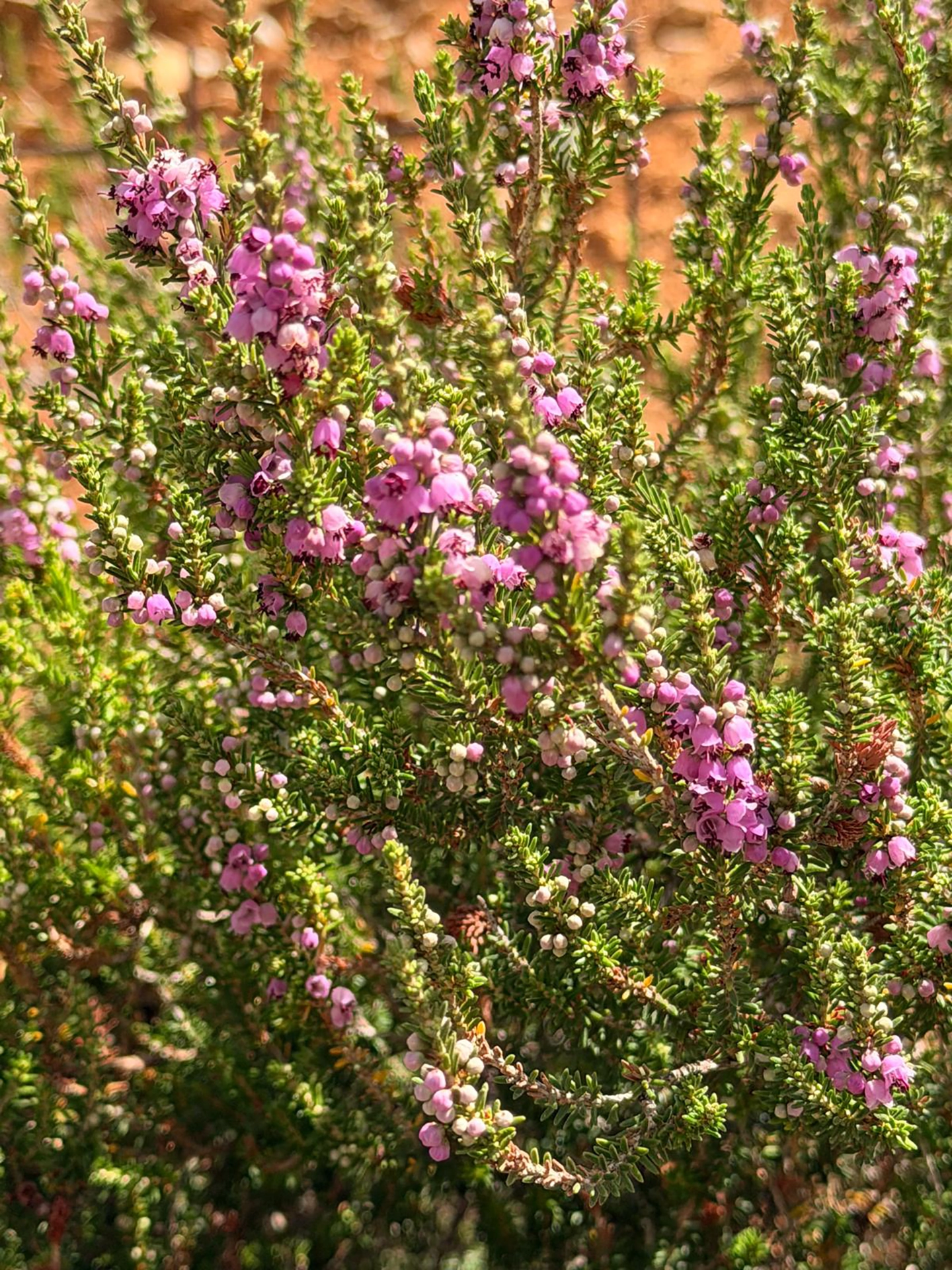 Bruyère crète pour miel